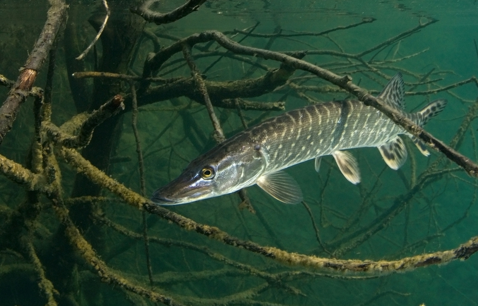Esox lucius Linnaeus, 1758